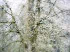 USA-Washington State-Fall City wild cherry springtime blooming Art Print